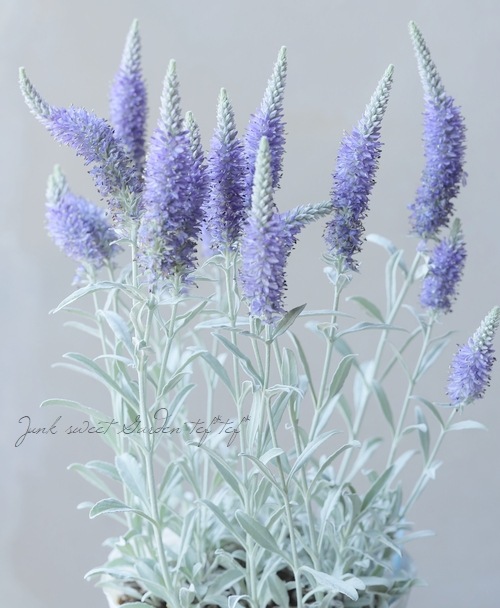 ���ե٥��˥����إ��󥫥ʡ�����С������١�