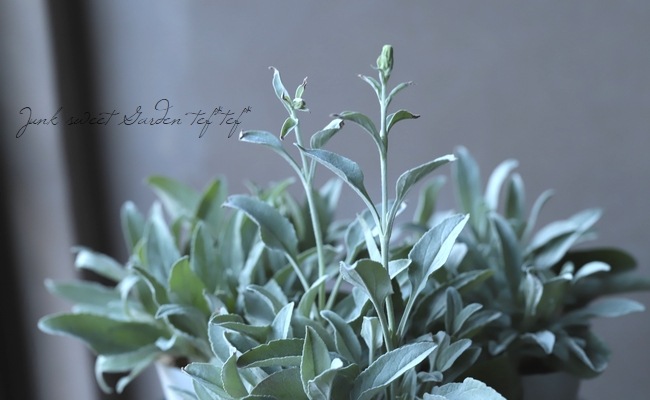 ���ե٥��˥����إ��󥫥ʡ�����С������١�