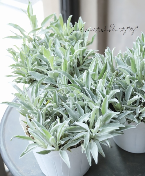 ���ե٥��˥����إ��󥫥ʡ�����С������١�