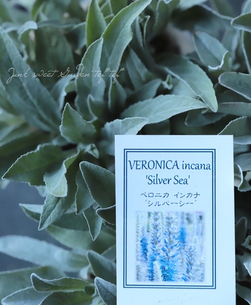 ���ե٥��˥����إ��󥫥ʡ�����С������١�