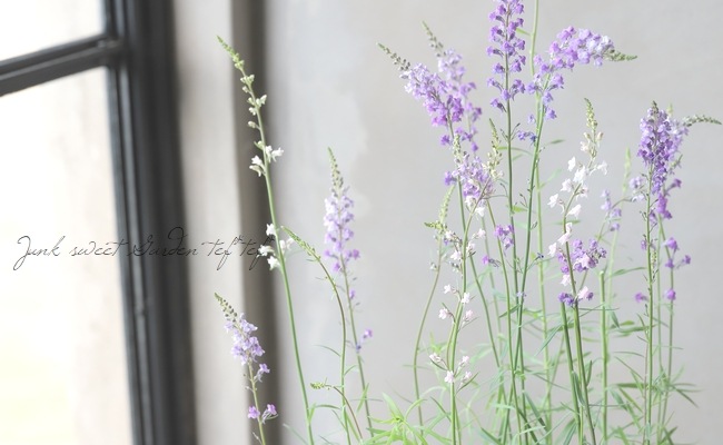 宿根リナリア・姫金魚草 『プルプレア・2色咲き』 | すべての