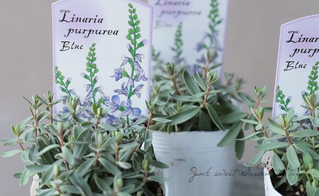 宿根リナリア・姫金魚草 『プルプレア・2色咲き』 | すべての商品