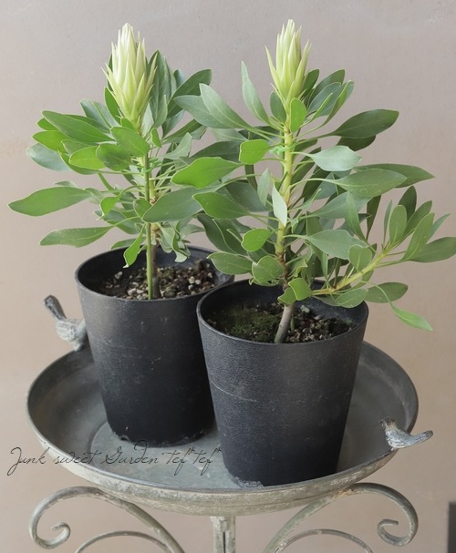 プロテア 『スパイキーホワイト』 オーストラリアンプランツ