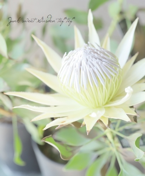 プロテア 『スパイキーホワイト』 オーストラリアンプランツ | すべて
