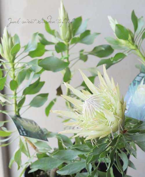 プロテア 『スパイキーホワイト』 オーストラリアンプランツ | すべて