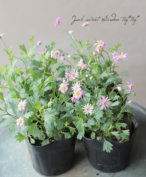 �ɺ��֥饭���ࡦ�ۥåȥ����ǥ�������ɱ��