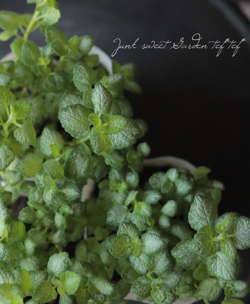 ��ߥ��ࡡ�إۥ磻�ȥʥ󥷡��١����