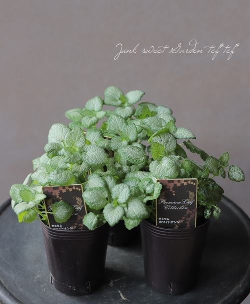 ��ߥ��ࡡ�إۥ磻�ȥʥ󥷡��١����