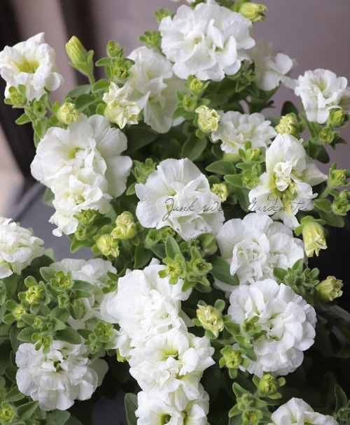 八重咲きペチュニア 『ピュアブーケ』 | すべての商品 | | Junk sweet