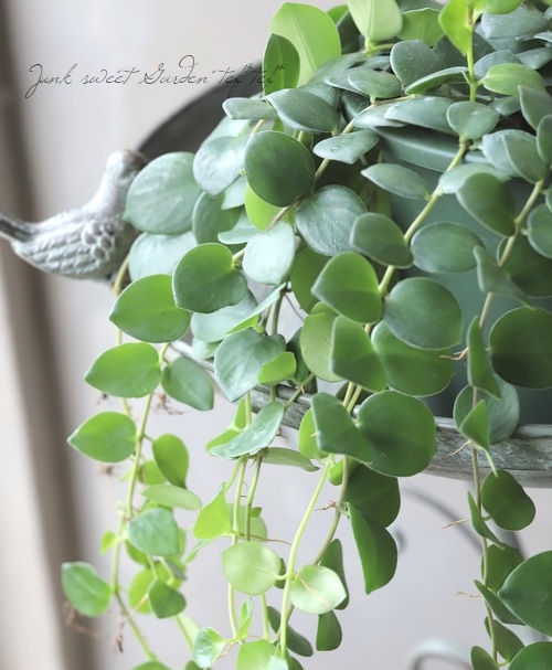 �ڴ��տ�ʪ�ۥ������ʥ󥵥� �إ����ԥ󥯡�