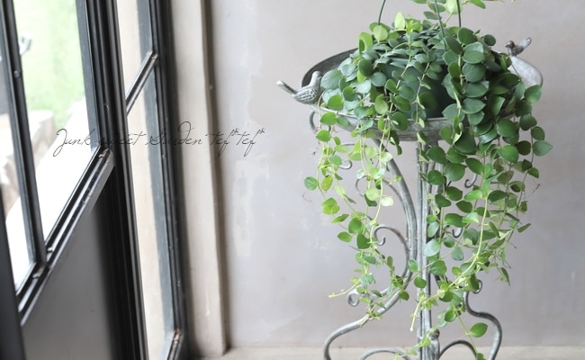 観葉植物】エスキナンサス 『タイピンク』 | botanical green | | Junk