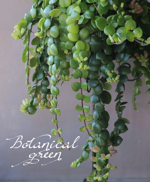 �ڴ��տ�ʪ�ۥ������ʥ󥵥� �إ����ԥ󥯡�