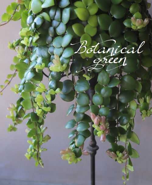 �ڴ��տ�ʪ�ۥ������ʥ󥵥� �إ����ԥ󥯡�