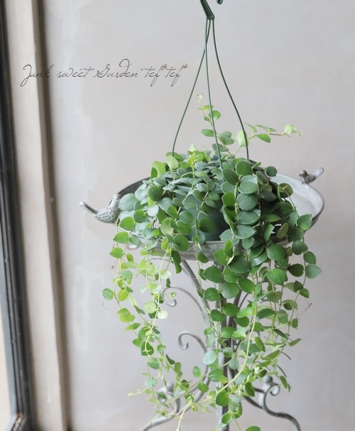 �ڴ��տ�ʪ�ۥ������ʥ󥵥� �إ����ԥ󥯡�