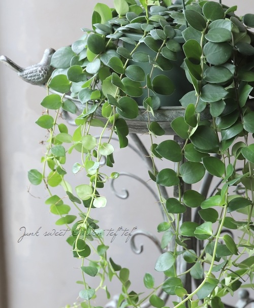 �ڴ��տ�ʪ�ۥ������ʥ󥵥� �إ����ԥ󥯡�