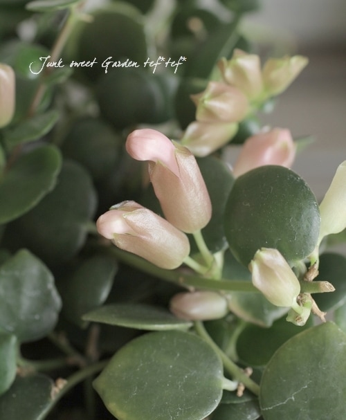 �ڴ��տ�ʪ�ۥ������ʥ󥵥� �إ����ԥ󥯡�