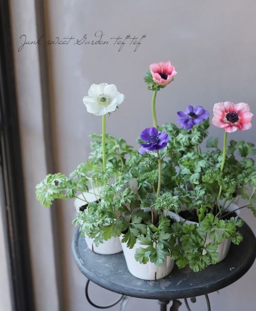 アネモネ・矮性品種 『ポルトMIX』 一重 | すべての商品 | | Junk