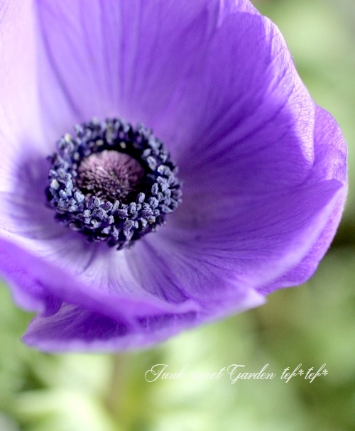 アネモネ・矮性品種 『ポルトMIX』 一重 | すべての商品 | | Junk