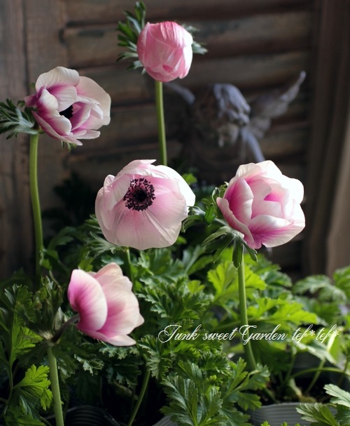 アネモネ　デュフ アネモネ・矮性品種 『ポルトMIX』 一重 | すべての商品 | | Junk