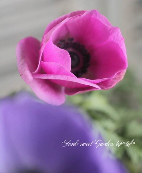 アネモネ・矮性品種 『ポルトMIX』 一重 | すべての商品 | | Junk