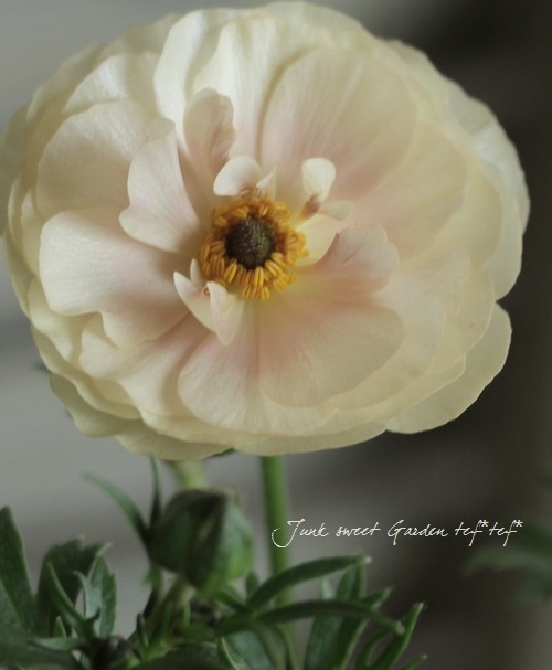 ラナンキュラス ラックスシリーズ 『ケラモス』 綾園芸さん育種！生産