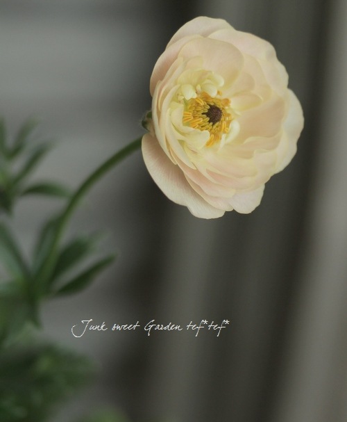 ラナンキュラス ラックスシリーズ 『ケラモス』 綾園芸さん育種！生産