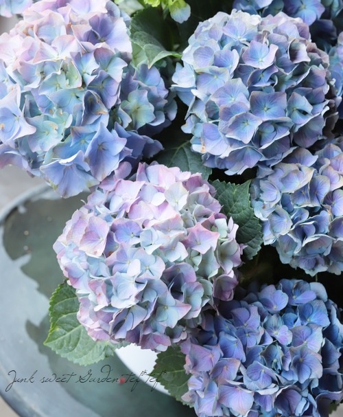 紫陽花 レインボー すべての商品 Junk Sweet Garden Tef Tef