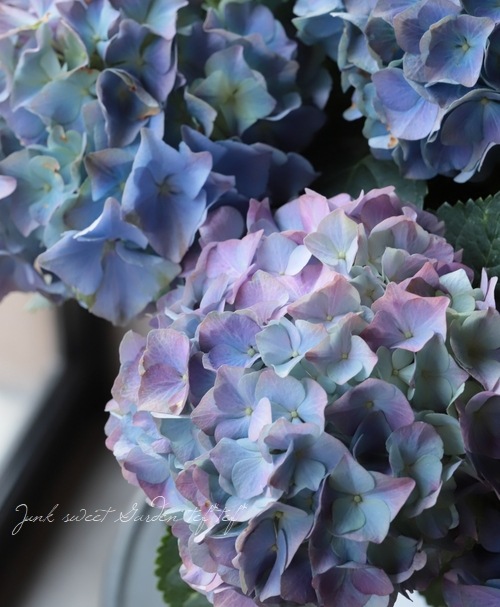 紫陽花 『レインボー』 | すべての商品 | | Junk sweet Garden tef*tef*