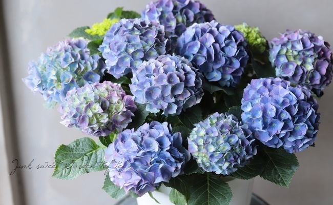 紫陽花 『レインボー』 | すべての商品 | | Junk sweet Garden tef*tef*
