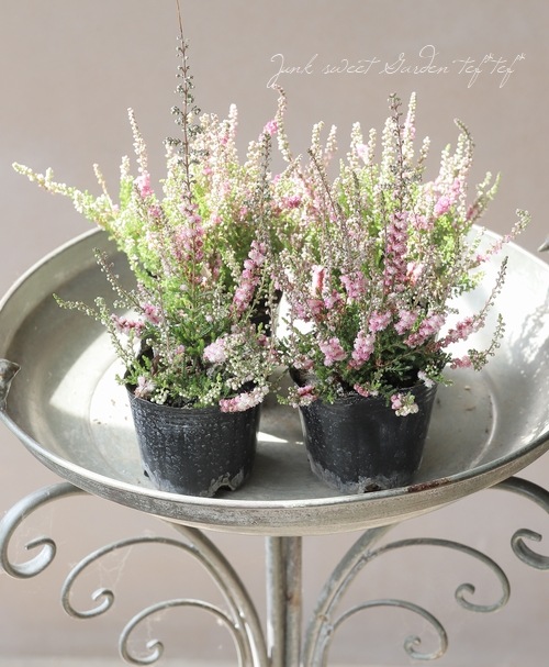 Ȭź餭롼ʡ֥륬ꥹA