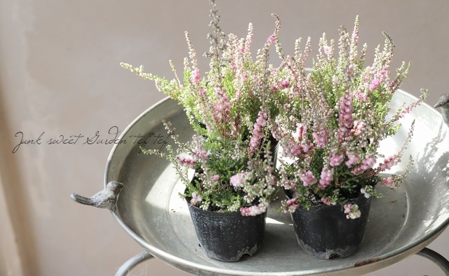 Ȭź餭롼ʡ֥륬ꥹA