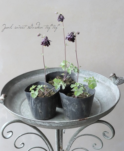 八重咲きオダマキ 『ブラックパール』 | すべての商品 | | Junk sweet