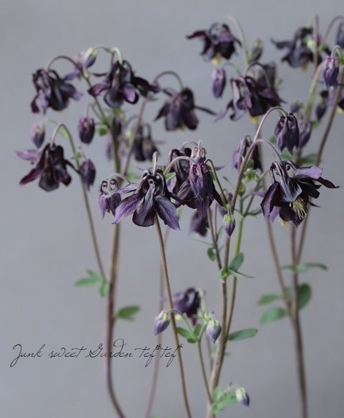 八重咲きオダマキ 『ブラックパール』 | すべての商品 | | Junk sweet