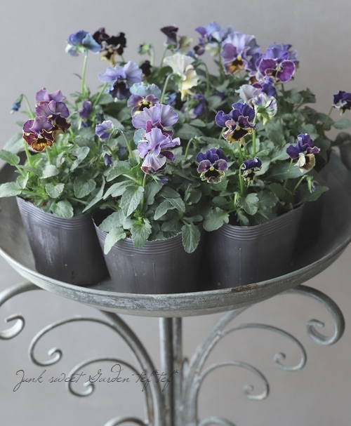 ○桂楓園さんのパンジー・フェデネージュ 『金縁』 | すべての商品