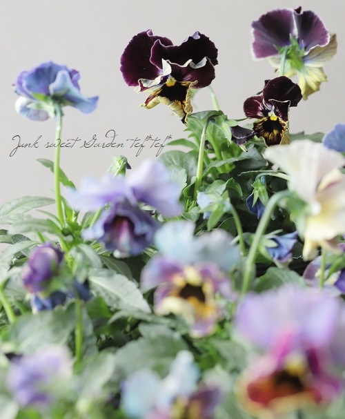 �������व��Υѥ󥸡����ե��ǥ͡����塡�ض���