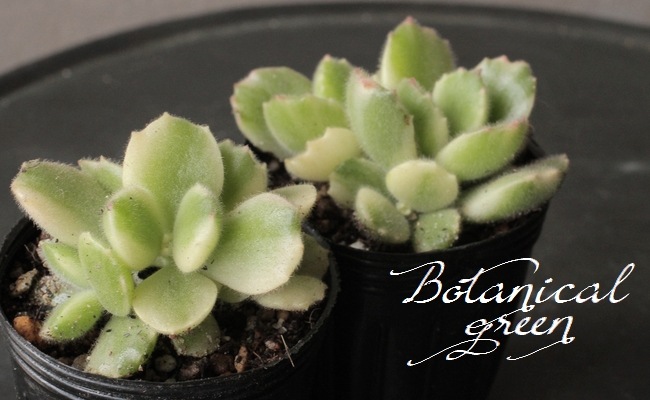 多肉植物】 『熊童子錦』 コチレドン属☆ | すべての商品 | | Junk