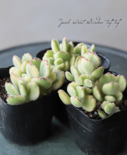 多肉植物】 『熊童子錦』 コチレドン属☆ | すべての商品 | | Junk