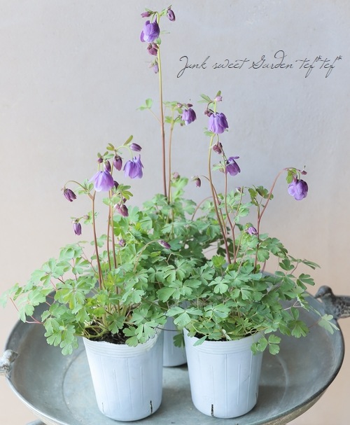 松原園芸オリジナル】 姫オダマキ 『パープル』 | すべての商品