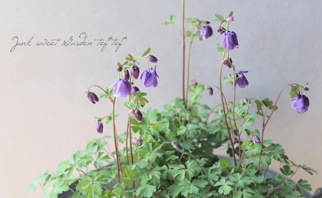 松原園芸オリジナル】 姫オダマキ 『パープル』 | すべての商品