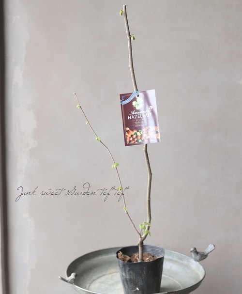 家庭菜園】ヘーゼルナッツ・西洋ハシジミ 『ヤムヒル』【10％off