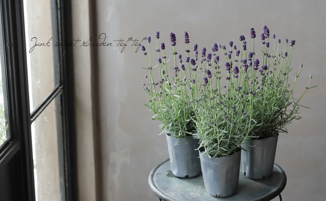 パープル　ラベンダー イングリッシュラベンダー『ラバンス・ ディープパープル』 | すべての