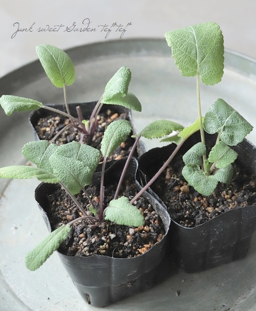 サルビア ヌタンス　苗 サルビア・ヌータンス(ポット苗) | 日野春ハーブガーデン