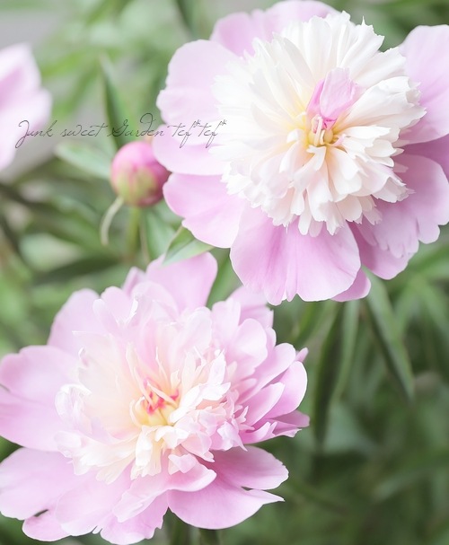 かんむり咲きピオニー・洋種芍薬 『ソルベット』 植え込み用苗 | 花苗