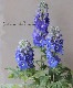 �ǥ�ե��˥��ࡡ�إ��ꥨ��֥롼��