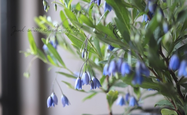 希少 ソリア ヘテロフィラ オーストラリアン ブルーベルズ ブルーベル すべての商品 Junk Sweet Garden Tef Tef