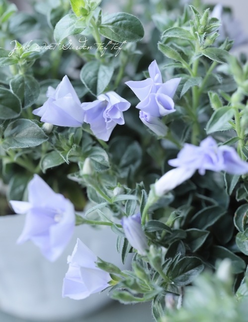這性コンボルブルス ブルーコンパクタ すべての商品 Junk Sweet Garden Tef Tef