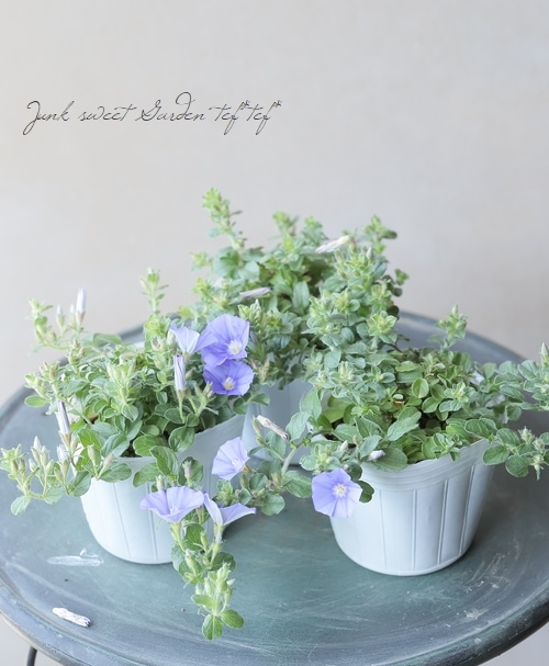 這性コンボルブルス 『ブルーコンパクタ』 | すべての商品