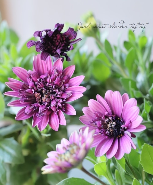 オステオスペルマム・プリンセスシリーズ 『むらさき系』 | すべての