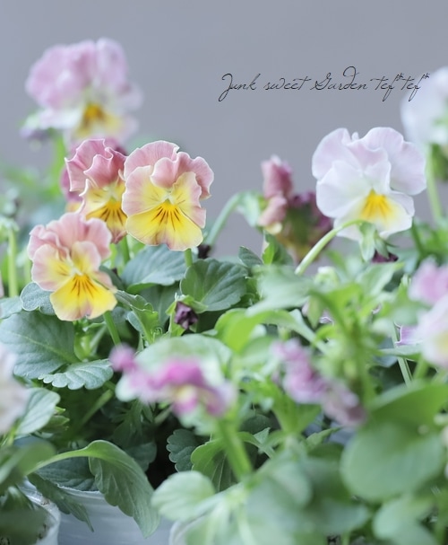○小輪フリルビオラ 『華あられ』 花日和オリジナル | すべての