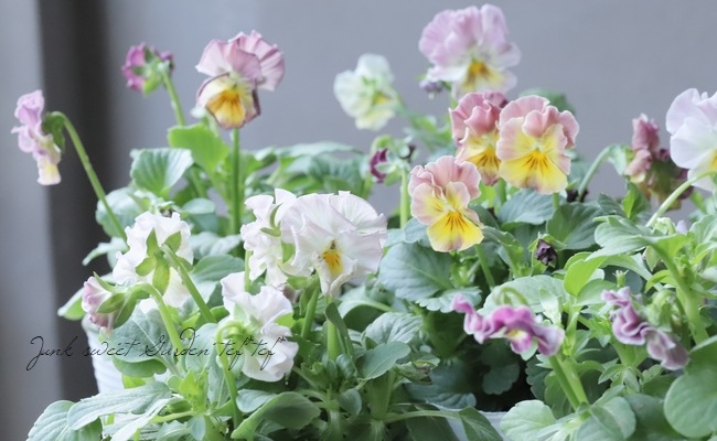 إեӥ顡زڤ ¥ꥸʥ